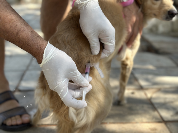 Segundo Dia D de Vacinação antirrábica contou com mais de 3.700 animais vacinados